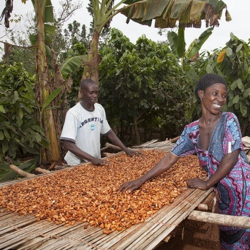 Cacaoboom