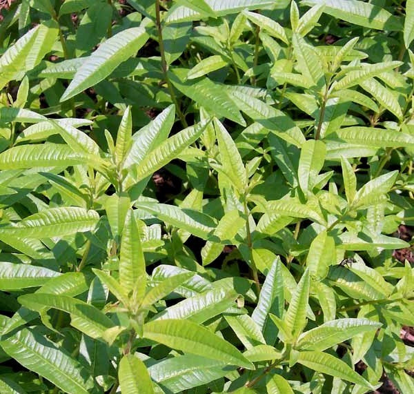 Citroenverbena