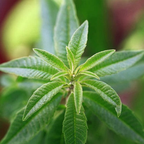 Citroenverbena 'Limoentje'