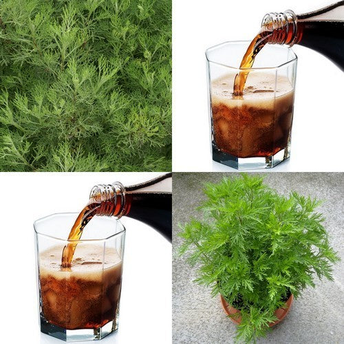 Cola-Plant