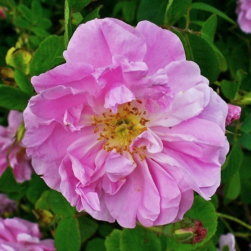 Damastroos 'Trigintipetala' / 'Duc de Cambridge' / 'Ispahan'