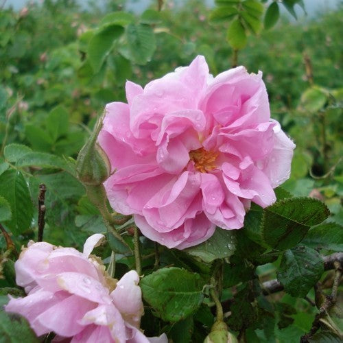 Damastroos 'Trigintipetala' / 'Duc de Cambridge' / 'Ispahan'