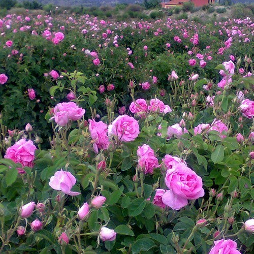 Damastroos 'Trigintipetala' / 'Duc de Cambridge' / 'Ispahan'