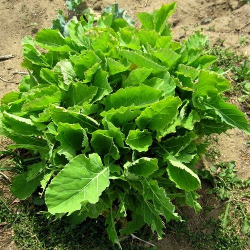 Eeuwig Moes