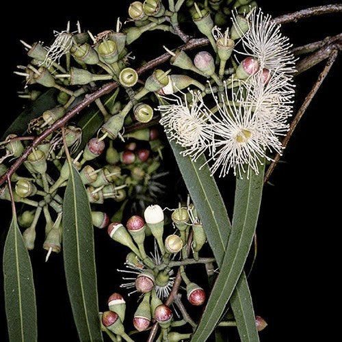 Eucalyptus, Citroen