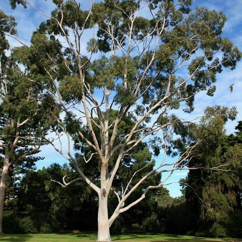 Eucalyptus, Citroen