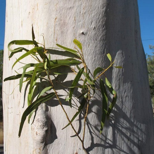 Eucalyptus, Citroen