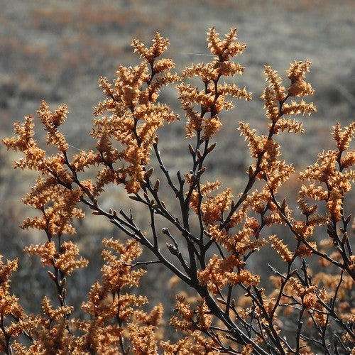 Gagel
