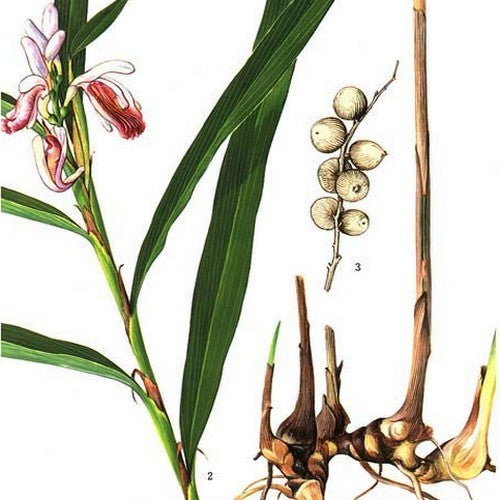 Galantwortel, Kleine