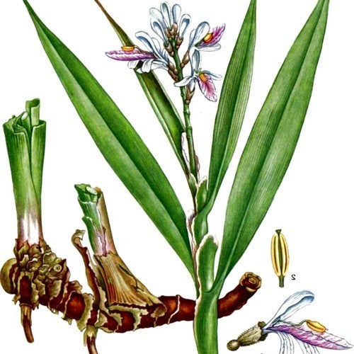 Galantwortel, Kleine