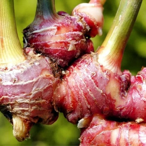 Gember, Rode Echte 'Rubra'
