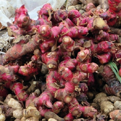 Gember, Rode Echte 'Rubra'