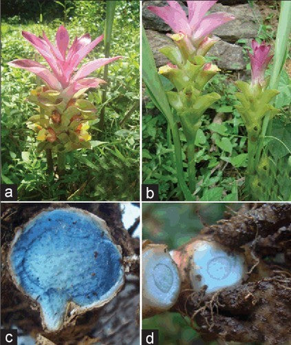 Ginger, Blue Turmeric