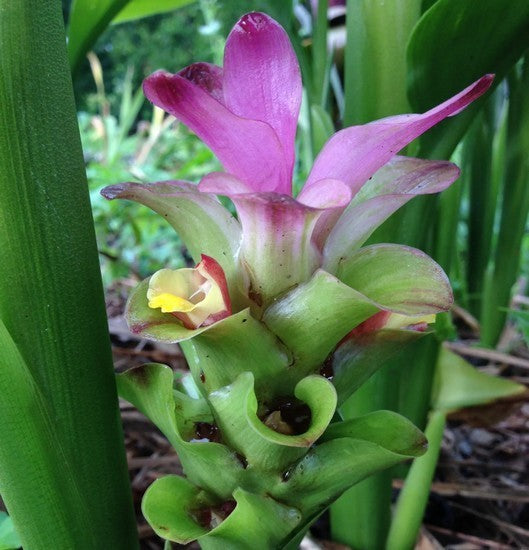 Ginger, Blue Turmeric