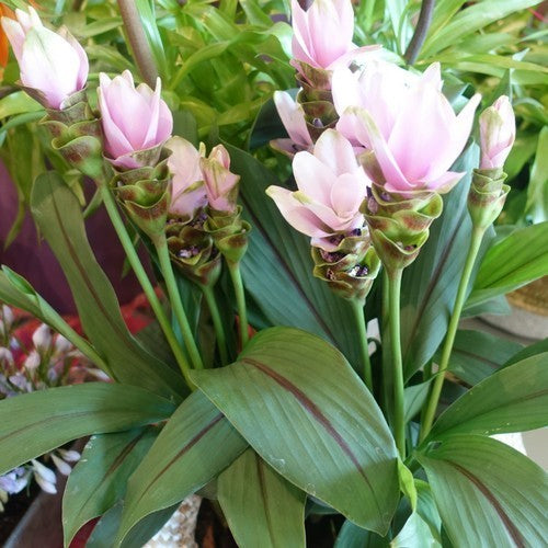 Ginger, Blue Turmeric