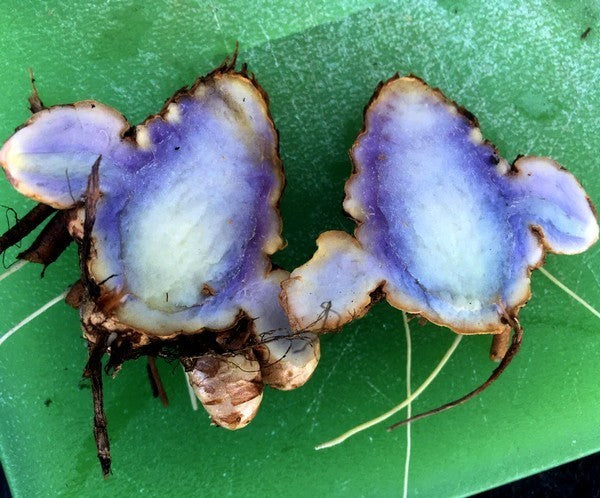 Ginger, Blue Turmeric