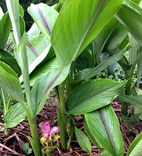 Ginger, Blue Turmeric