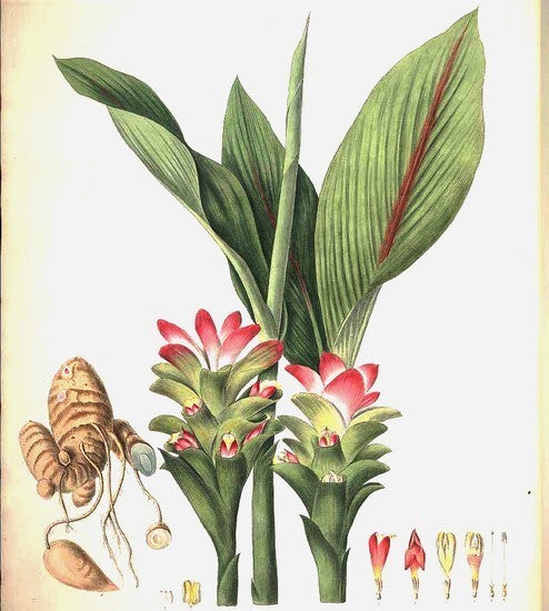 Ginger, Blue Turmeric