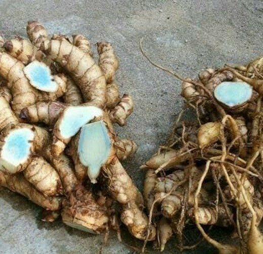 Ginger, Blue Turmeric