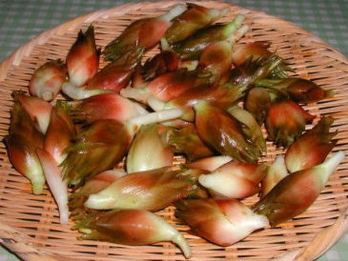 Gember, Japanse