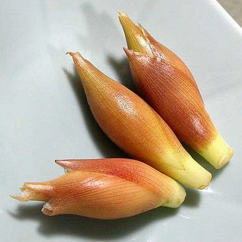 Gember, Japanse