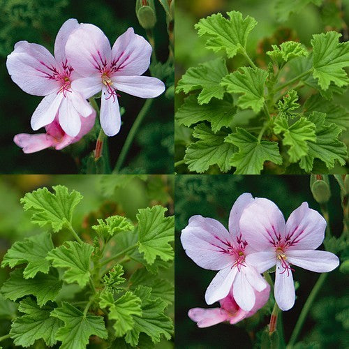 Geranium, Citroen