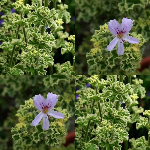 Geranium, Roos & Munt (Bontbladig) 'Lady Plymouth'