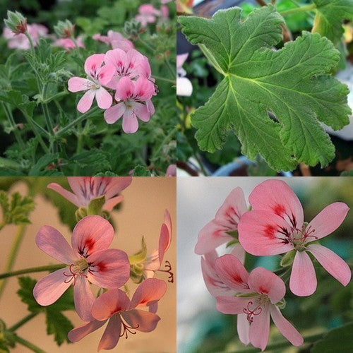 Geranium, Caroteen 'Sweet Mimosa'