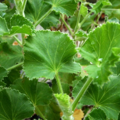 Geranium, Gember 'Torento'