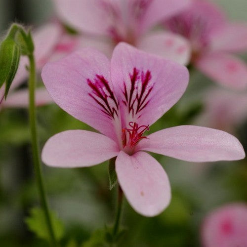 Geranium, Gember 'Torento'