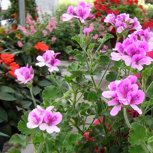 Geranium, Gember 'Torento'