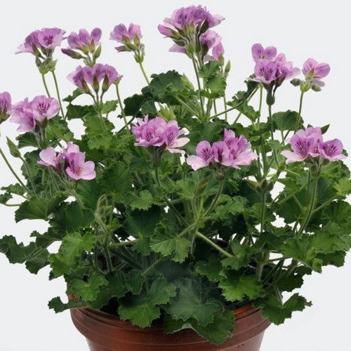 Geranium, Gember 'Torento'