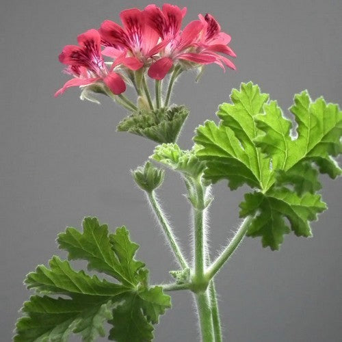 Geranium, Hazelnoot 'Concolor Lace'
