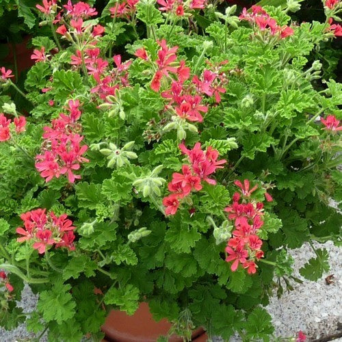 Geranium, Hazelnoot 'Concolor Lace'