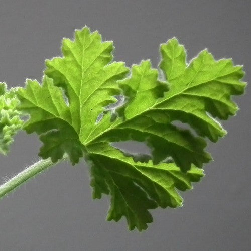 Geranium, Hazelnoot 'Concolor Lace'