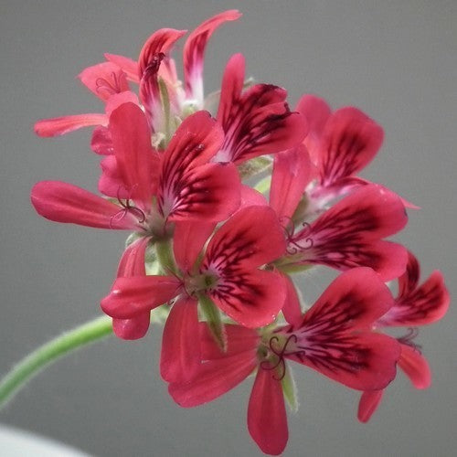 Geranium, Hazelnoot 'Concolor Lace'