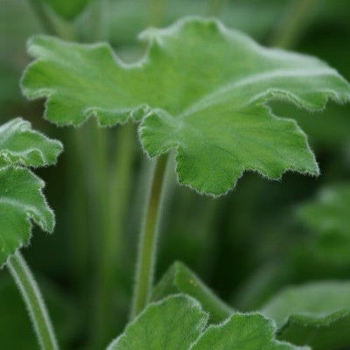 Geranium, PeperMunt