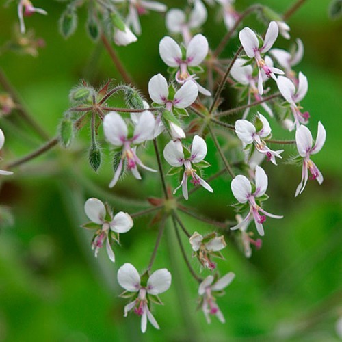Geranium, PeperMunt