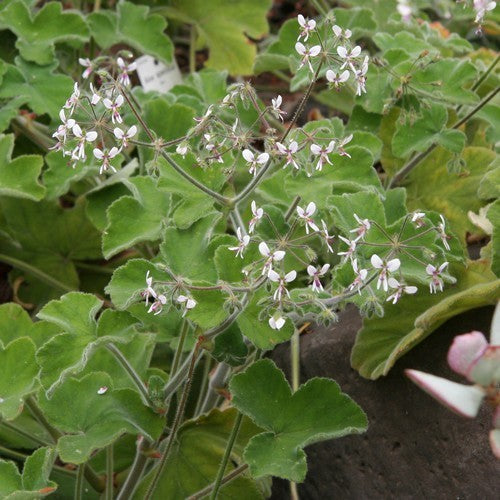 Geranium, PeperMunt