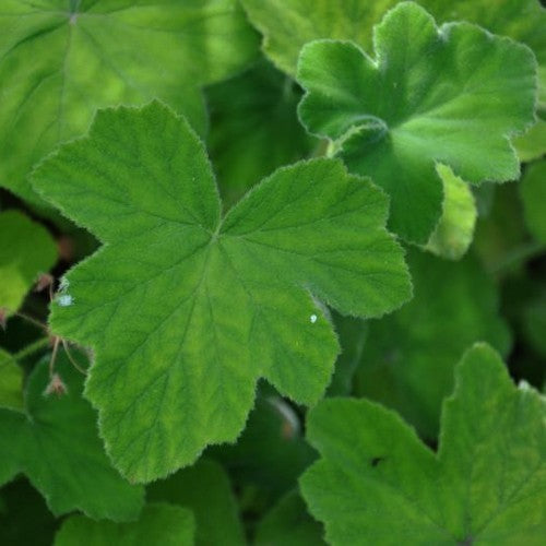 Geranium, PeperMunt