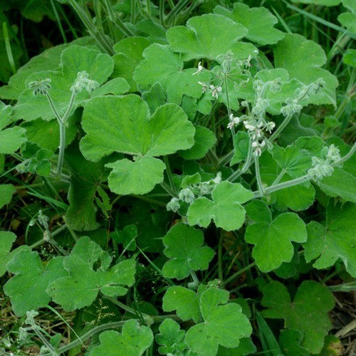 Geranium, PeperMunt