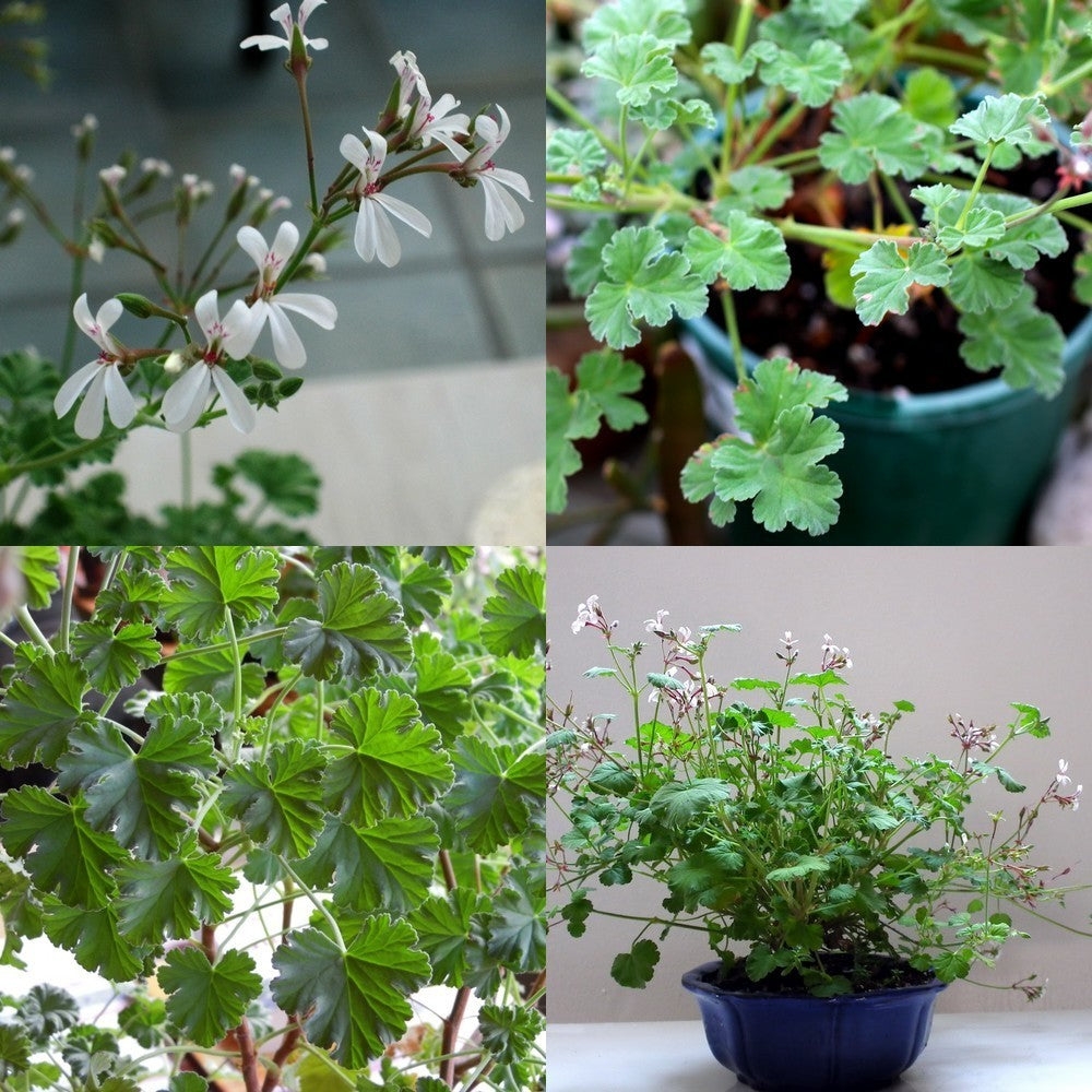 Geranium, Pijnboom-Muskaat
