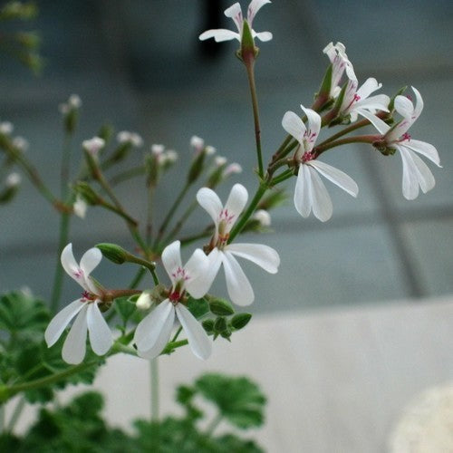 Geranium, Pijnboom-Muskaat