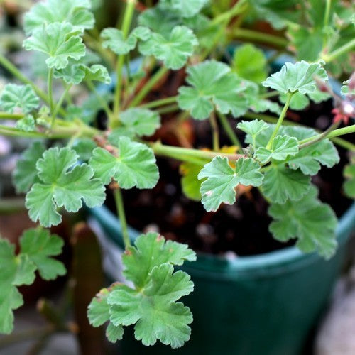 Geranium, Pijnboom-Muskaat