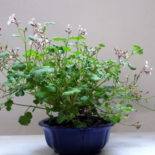 Geranium, Pijnboom-Muskaat