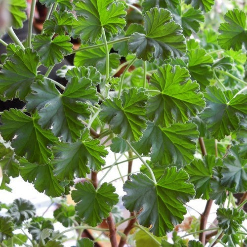 Geranium, Pijnboom-Muskaat