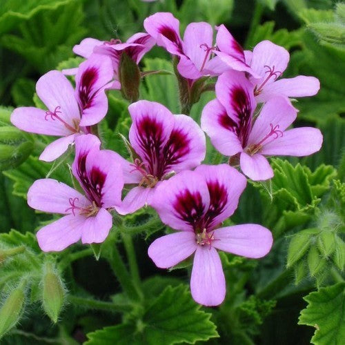 Geranium, Sinaasappel 'Orange Fizz'