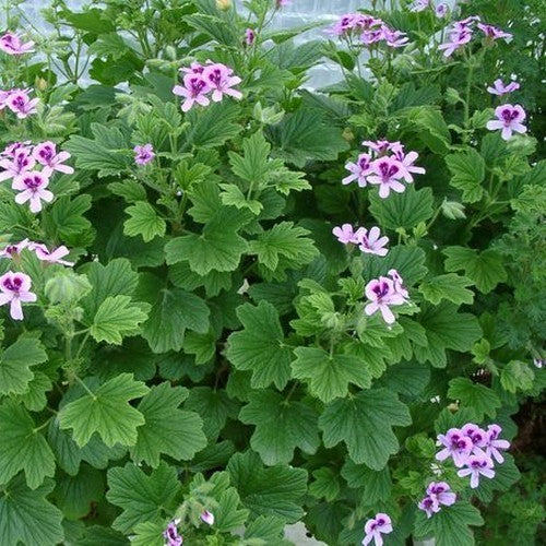 Geranium, Sinaasappel 'Orange Fizz'