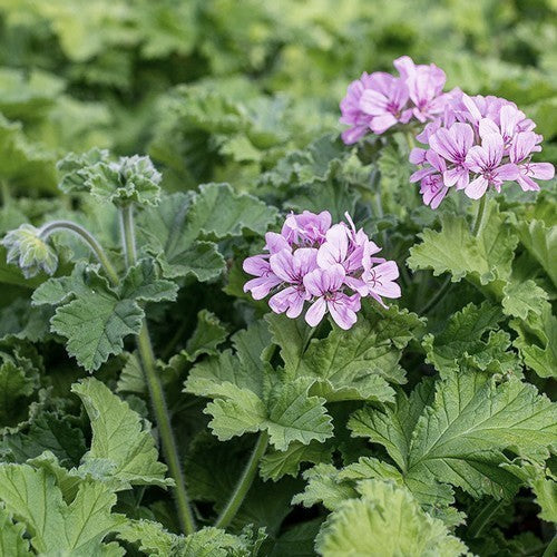 Geranium, Roos 'Attar of Roses'