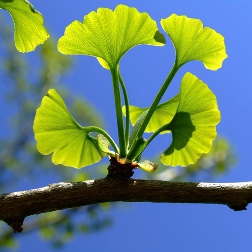 Japanse Notenboom